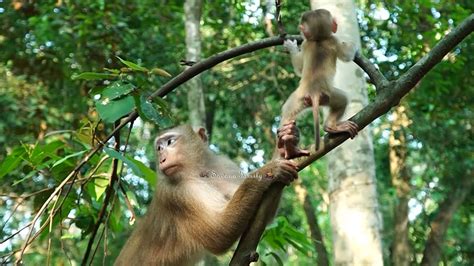 MONKEYLINA .